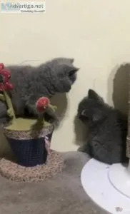 Purebred British Shorthair kittens available