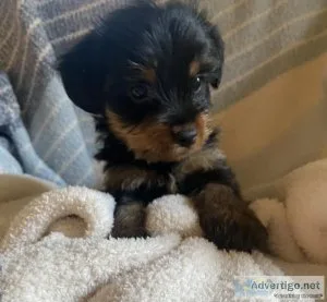 2 8 week old male Yorkie puppies
