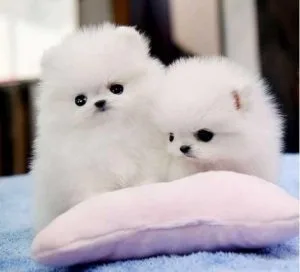 Intelligent Pomerenian Pups.