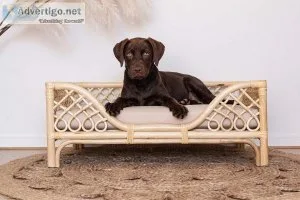 Comfortable Dog Beds in Australia