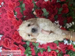Maltipoo