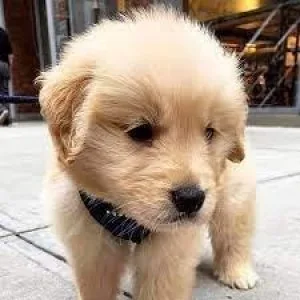 Golden retriever puppies for sale