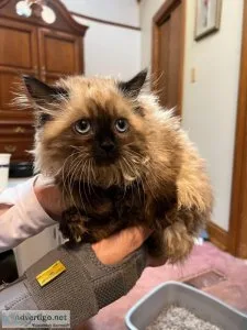 Adorable Purebred Himalayan Kittens for sale