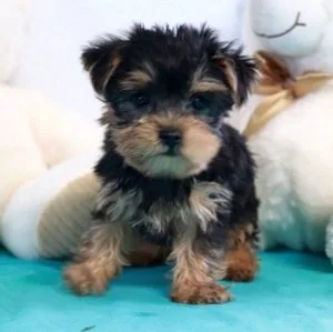 Toy Yorkshire Terrier Puppies (Yorkies)
