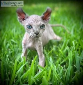 Sphynx