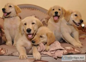 Golden Retriever Puppies