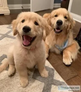 Beautiful Scarlet face Golden Retriever Puppies