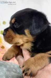 AKC Rottweiler pups