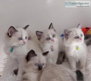 Adorable Ragdoll Kittens
