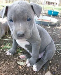 Home Raised Pitbull Puppies