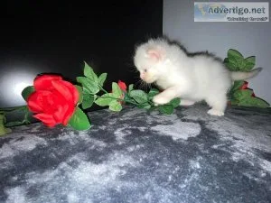 Cute Himalayan Persian Kittens For Sale
