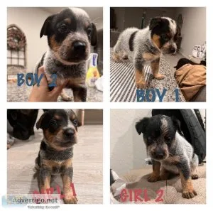 Blue Heeler pups