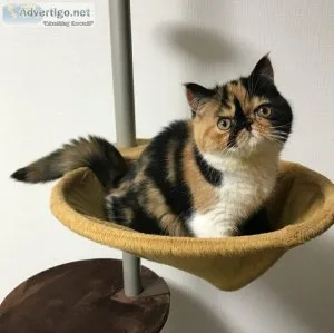 Lovely exotic shorthair kitten for sale