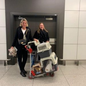 JetSet Pet - The Pet Relocation Company  Pet Relocation UAE