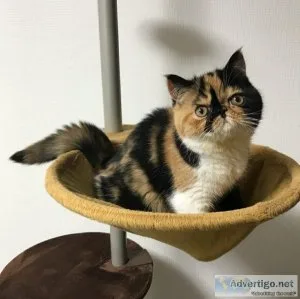 Exotic shorthair kitten for sale