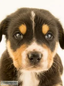 Dog seller