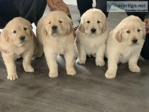 Golden Retriever Puppies for Adoption