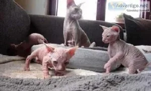 many Sphynx Kittens