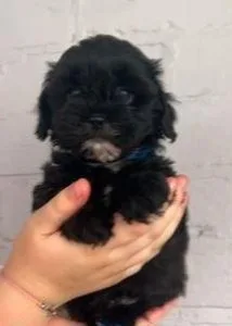 Stunning Shihpoos