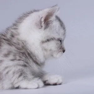 Munchkin shorthair kitties for sale