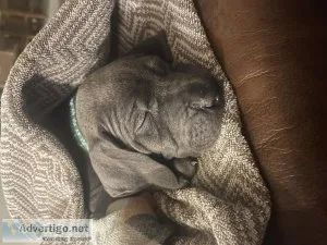MastiffDane pups