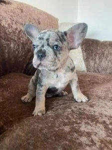 Chunky tri merle french bulldog pups