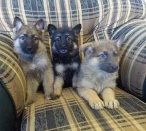 AKC.. German shepherd puppies