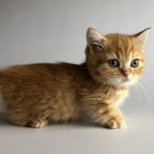 Munchkin shorthair kitties for sale