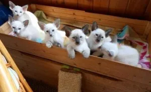Siamese Kittens Available