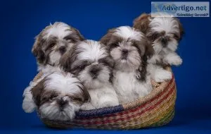 teacup shih tzu puppies