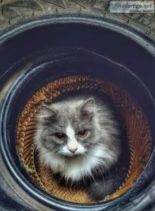 Persian cat in Gurgaon