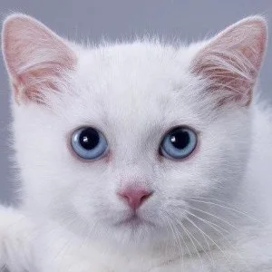 Munchkin shorthair kitties for sale
