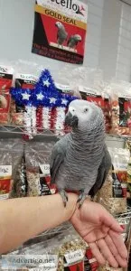 Two years old congo African grey parrot.