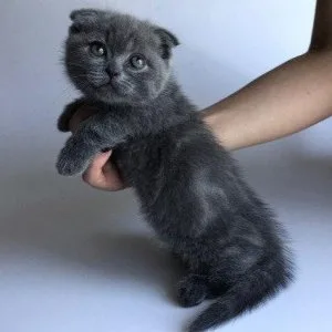 Munchkin shorthair kitties