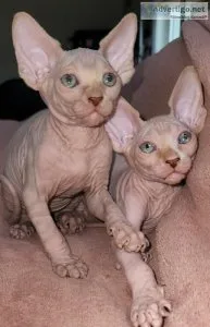 Sphynx kittens