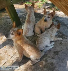 Heeler puppies