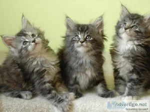 Maine Coon Kittens Get up to 25% Discount For Kittens