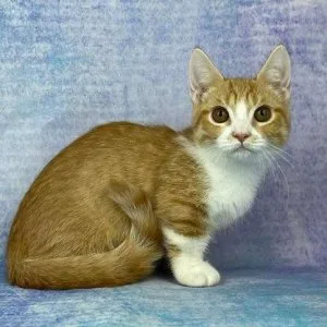 Munchkin shorthair kitties for sale