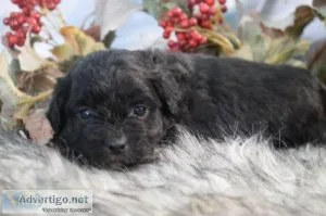Tundra male Shihpoo
