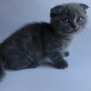 Munchkin shorthair kitties for sale