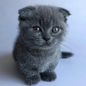 Munchkin shorthair kitties for sale