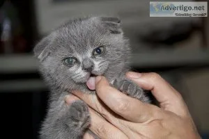 Pure breed Scottish fold kittens