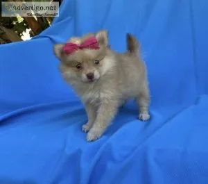 Pomeranian Puppies