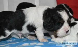 Stunning Cavalier King Charles Spaniel puppy s
