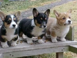 akc Pembroke Welsh Corgi puppies