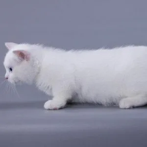 Munchkin shorthair kitties for sale