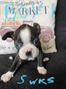 Boston Terrier PUPPIES ready 911