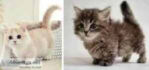 gorgeous Munchkin kittens
