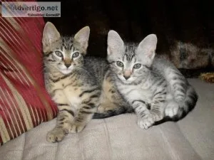 Adorable Loving Egyptian Mau kittens