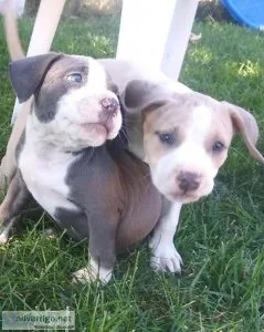 Pitbull puppies tri-cities WA